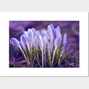 Violet Poetry of Spring Posters and Art